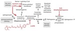 The bioactive lipid 4-Hydroxyphenyl Retinamide inhibits flavivirus replication