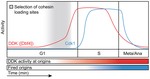 The kinetochore receptor for the cohesin loading complex