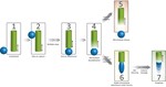 Kinetochore function from the bottom up