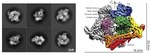 The structure of the Ctf19c/CCAN from budding yeast