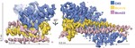 The structure of the yeast Ctf3 complex