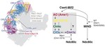 The structural basis for kinetochore stabilization by Cnn1/CENP-T