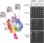 Multi-site phosphorylation of yeast Mif2/CENP-C promotes inner kinetochore assembly