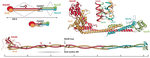 Molecular structures of yeast kinetochore subcomplexes and their roles in chromosome segregation