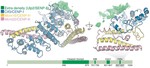 The structural basis for Ulp2 recruitment to the kinetochore